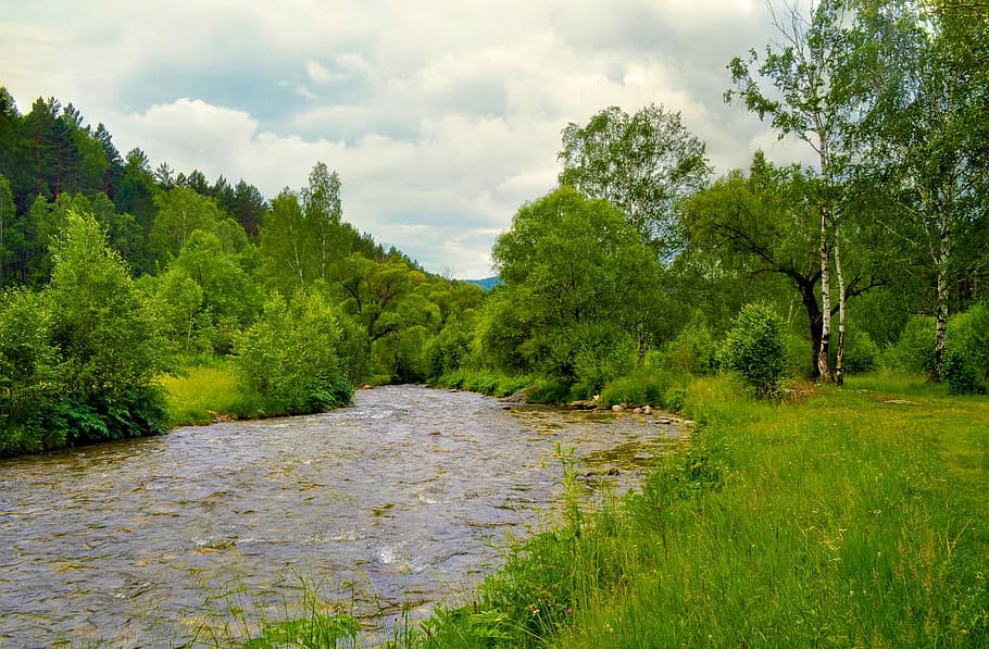 River, Tree, Forest, Nature, Summer, green, landscape, green color HD wallpaper