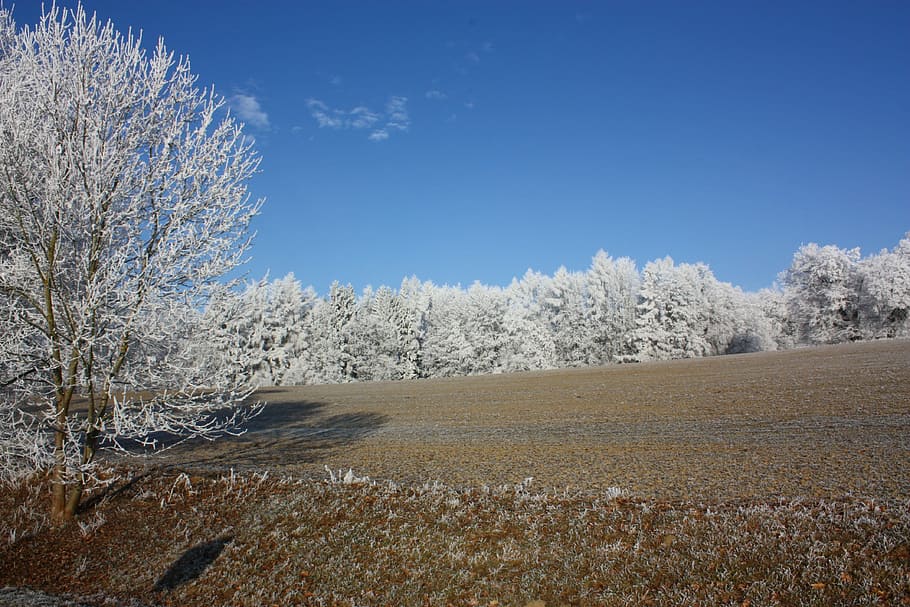 Hoarfrost, Tree, Winter, Wintry, sun, nature, cold temperature HD wallpaper