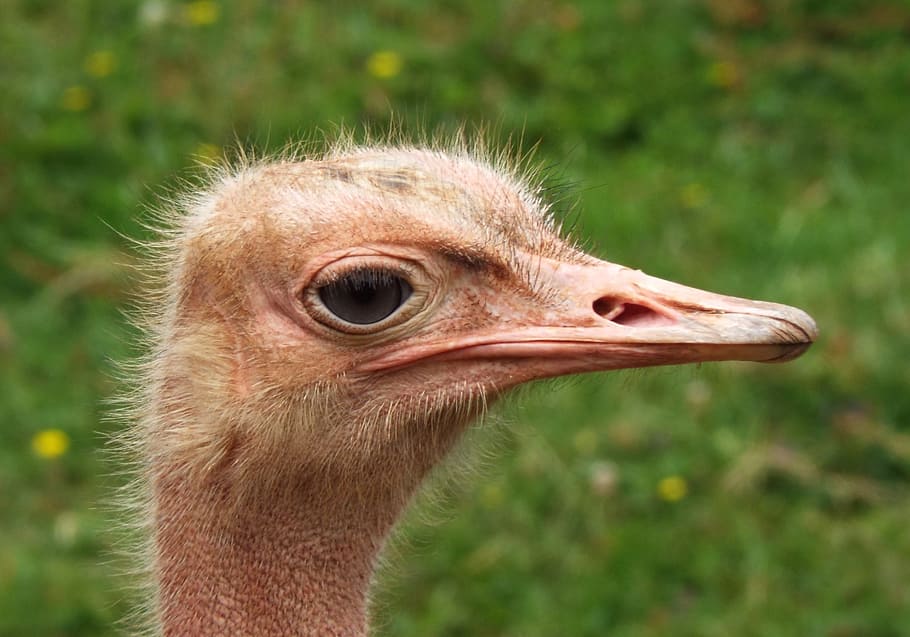 ostrich head, face, closeup, animal, bird, one animal, animal themes HD wallpaper