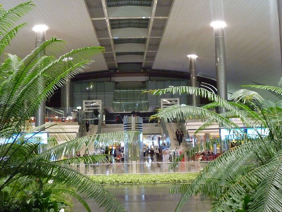photography of majestic palm, Dubai, Airport, United Arab Emirate, HD wallpaper