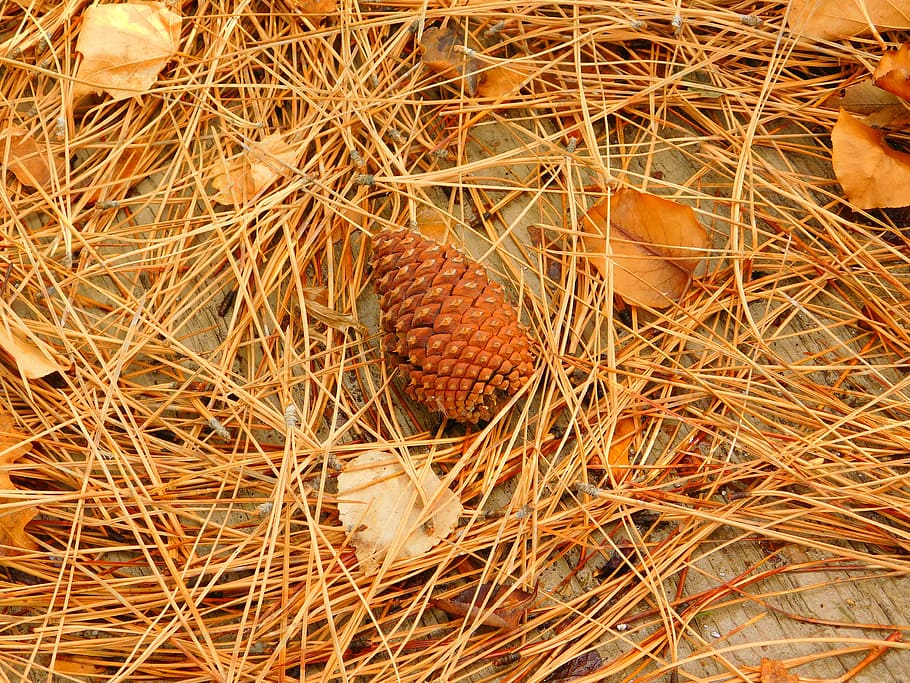 pine cone, fall, pine needles, autumn, nature, food, close-up HD wallpaper