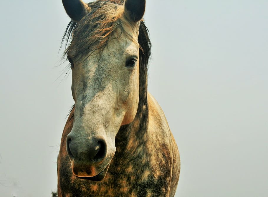 brown horse, head, face, dappled, white, blue, animal, nature HD wallpaper