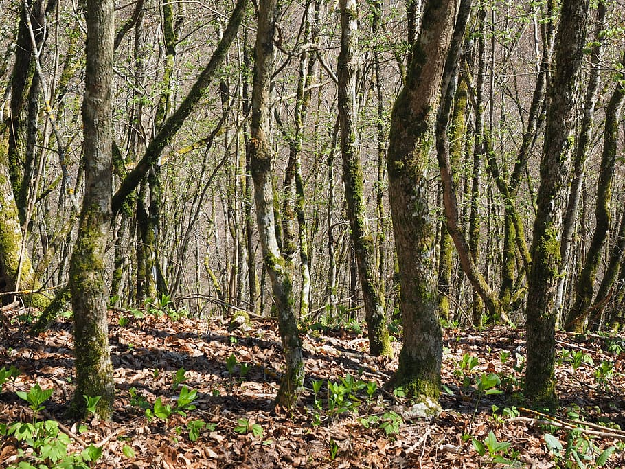 forest, tree trunks, nature, strains, wood, leaf, autumn, outdoors HD wallpaper