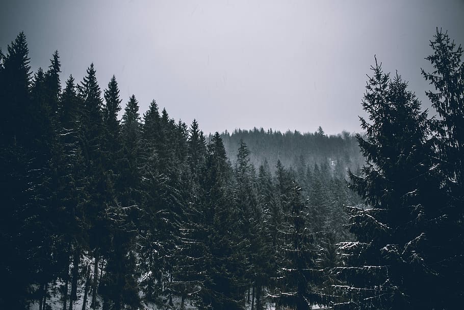 pine tree forest, green tree lot, snowy, branch, foggy, foliage HD wallpaper