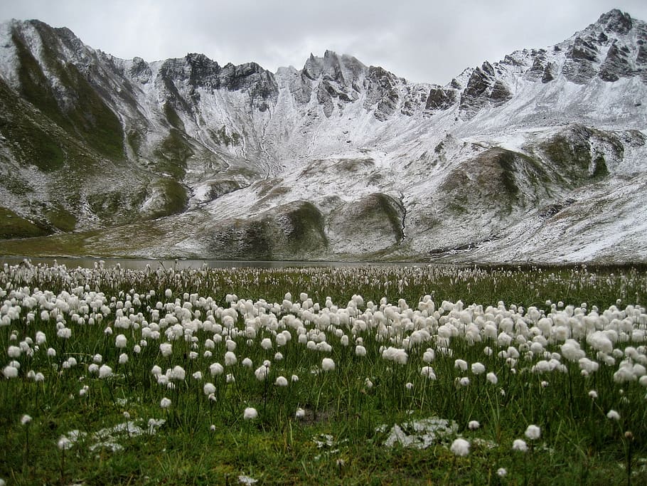 mountain, snow, tignes, france, white, flowers, landscape, peak, HD wallpaper