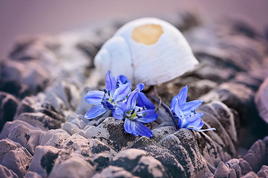 shell, empty, broken, damaged, flowers, blue, siberian blaustern HD wallpaper