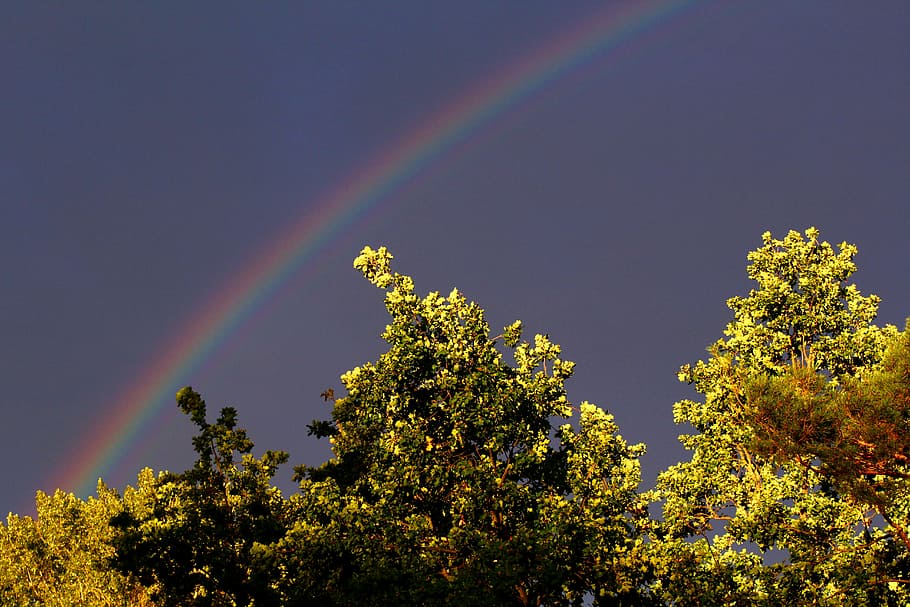 low angle photo of green leaf tree and rainbow during daytime HD wallpaper