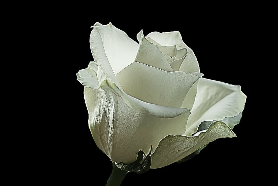 white rose on black background, creative, nature, wild rose, flower
