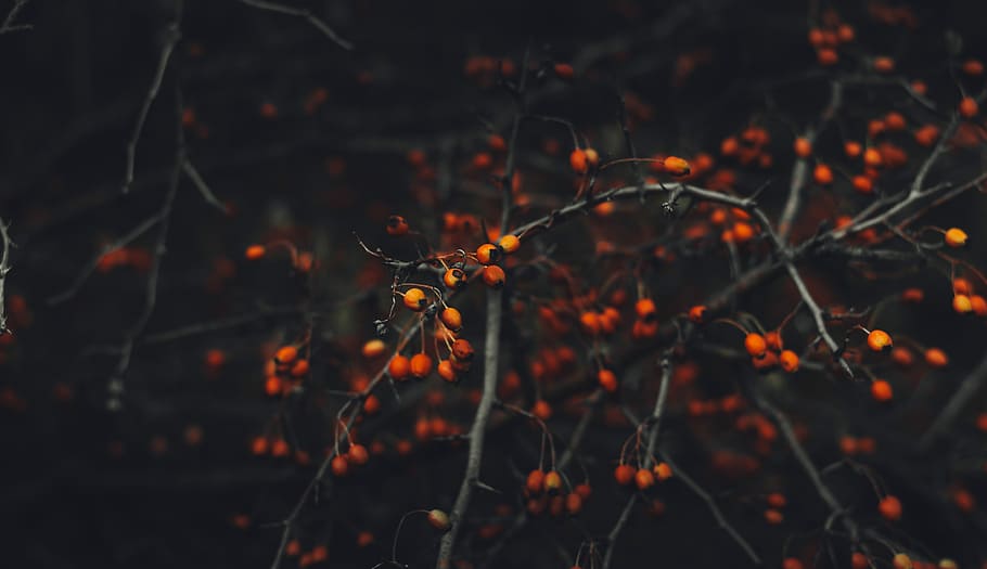 selective focus photo of tree, selective-focus photography of red and orange fruits HD wallpaper