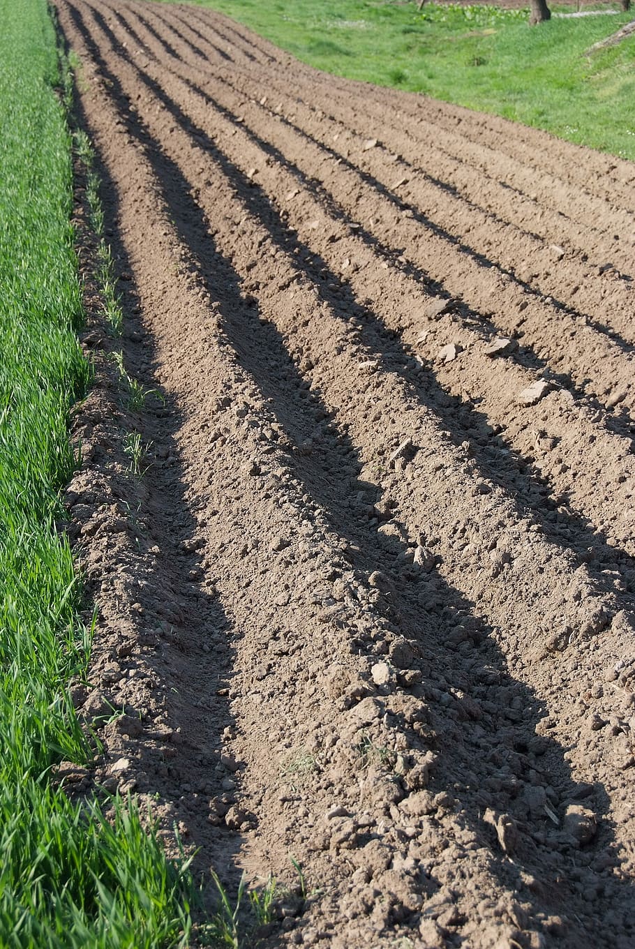 Field, Earth, Orka, Plow, Furrow, Balk, village, soil, agriculture HD wallpaper