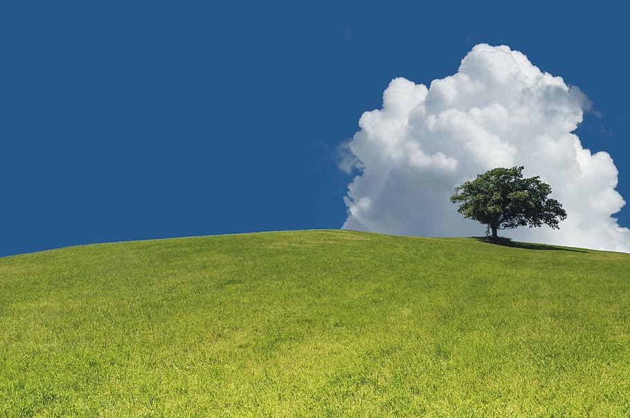 nature, tree, cloud, meadow, trees, landscape, air, green, environment HD wallpaper