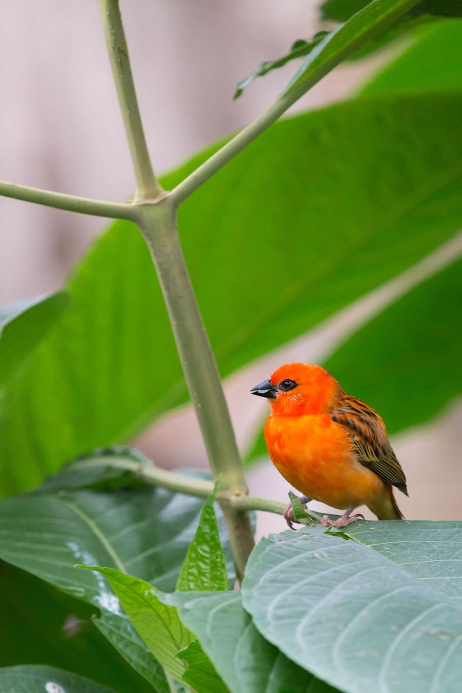 bird, color, plumage, animal themes, vertebrate, animal wildlife HD wallpaper