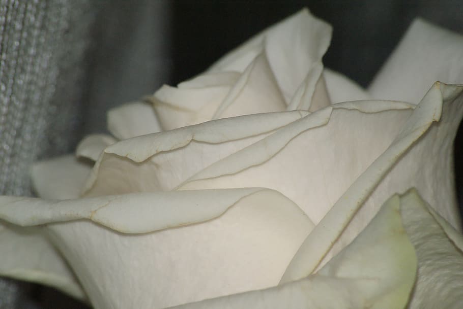 white rose, tenderness, wedding, purity, lord, close-up, indoors HD wallpaper