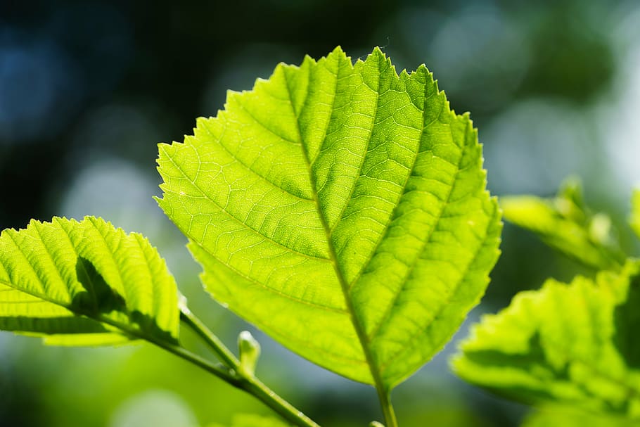 leaf, back light, structure, macro, plant part, green color HD wallpaper