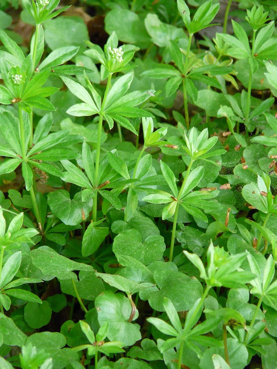 woodruff, leaf, stalk, forest floor, fouling, green, galium odoratum HD wallpaper