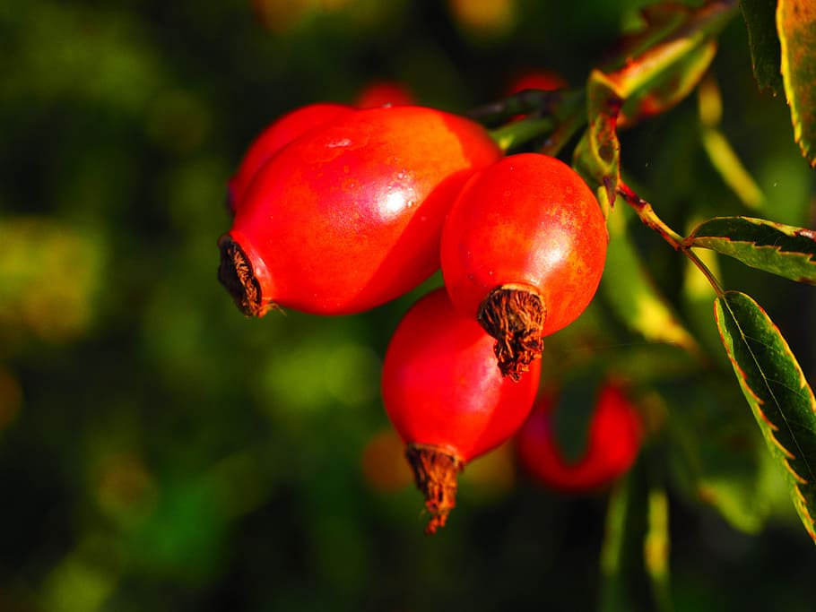 HD wallpaper: rose hip, fruit, red, wild rose, plant, sammelfrucht, dog ...