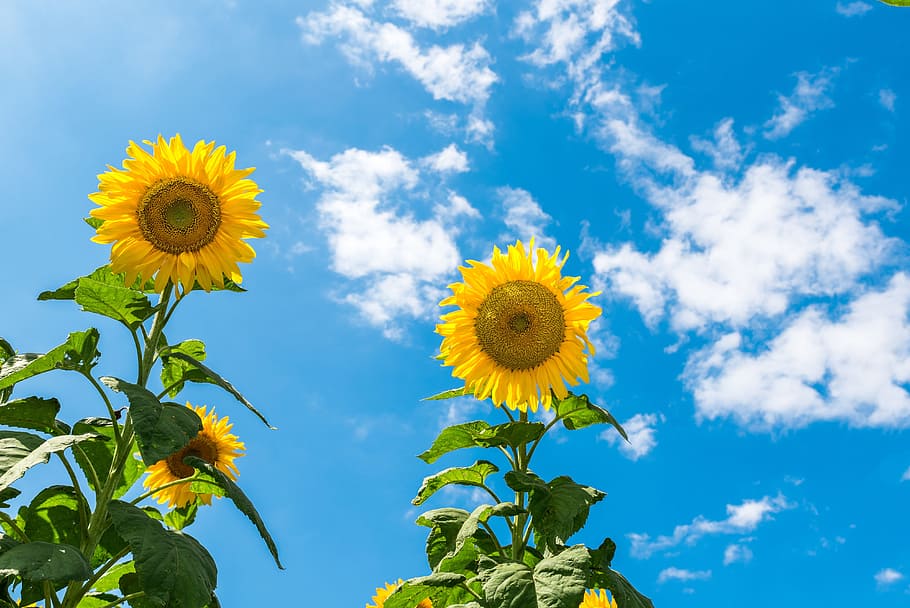 sunflowers during daytime, sunny day, sky, blue sky, landscape, HD wallpaper