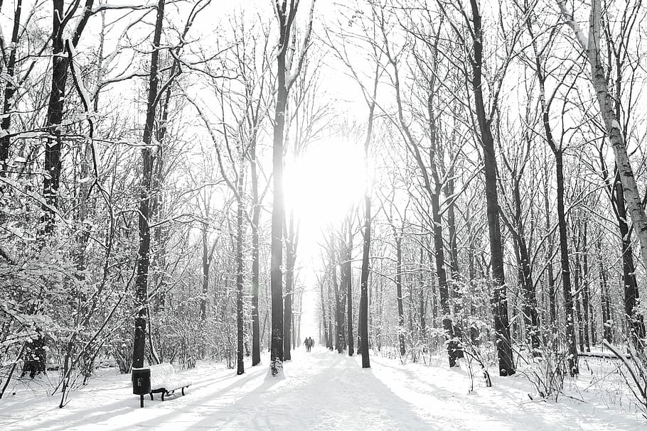 brown trees on snow sand during winter season, leafless trees covered with snow HD wallpaper