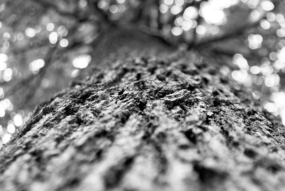 tree, oak, forest, big tree, nature, wallpaper, selective focus HD wallpaper