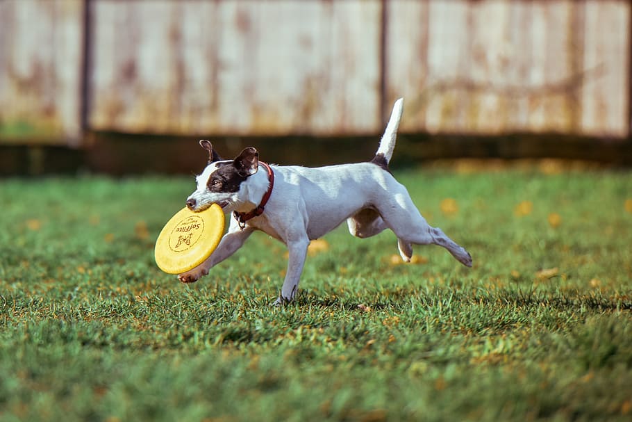 dog biting a yellow flying disc while running, pet, happy, playing