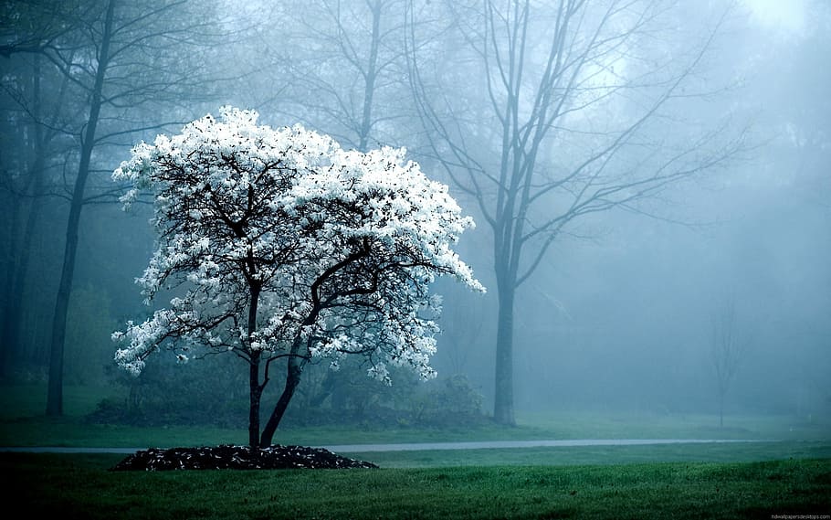 Winter, Tree, White, nature, cold temperature, beauty in nature HD wallpaper