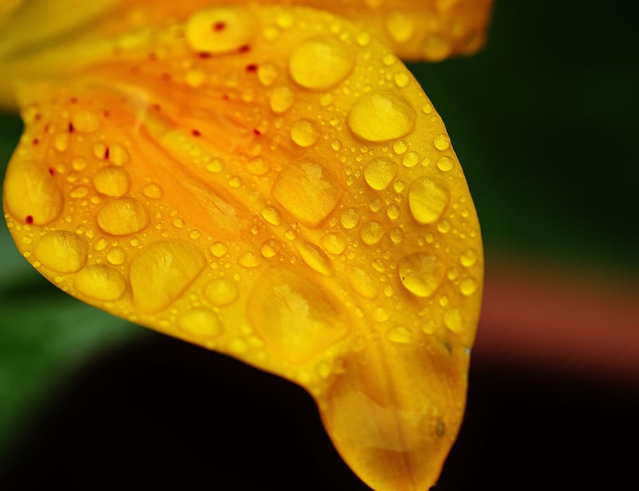 Leaf, Lily, Flower, Yellow, Drip, raindrop, plant, blossom HD wallpaper