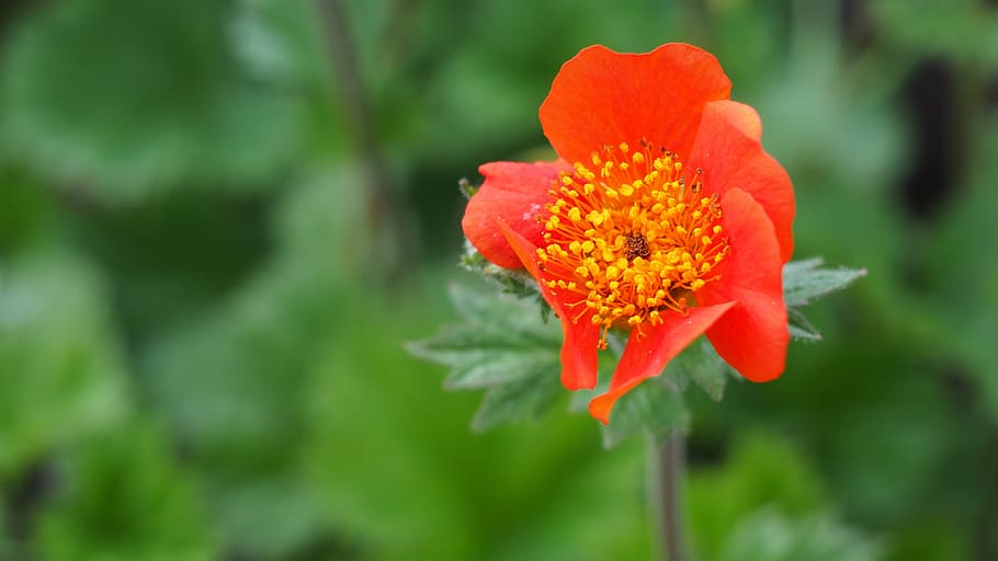 flower, nature, spring, macro, plant, red, closeup, flowering plant HD wallpaper