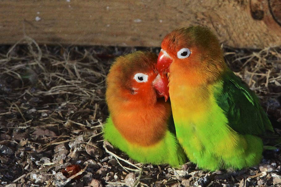 birds, couple, colors, vertebrate, group of animals, animal themes HD wallpaper