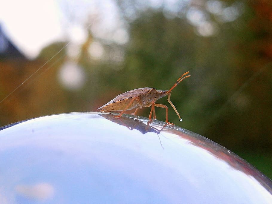 insect, bug, arma custos, forest guardian, shades of brown HD wallpaper