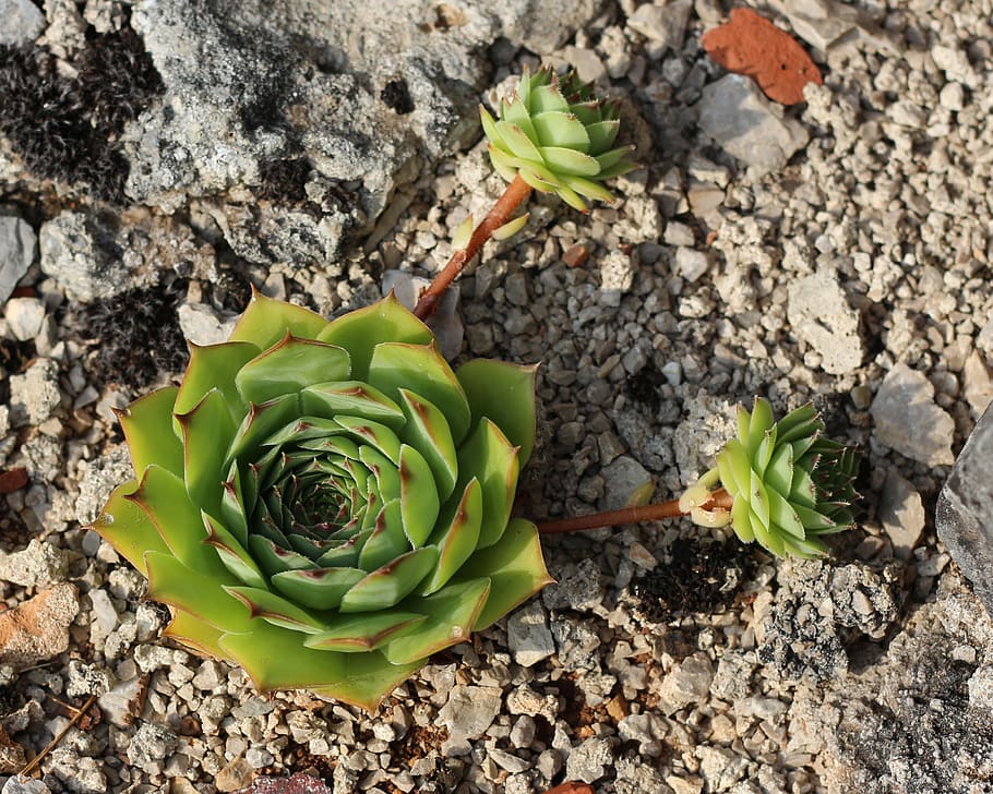 succulents, hens and chicks, nature, plant, garden, green, flora