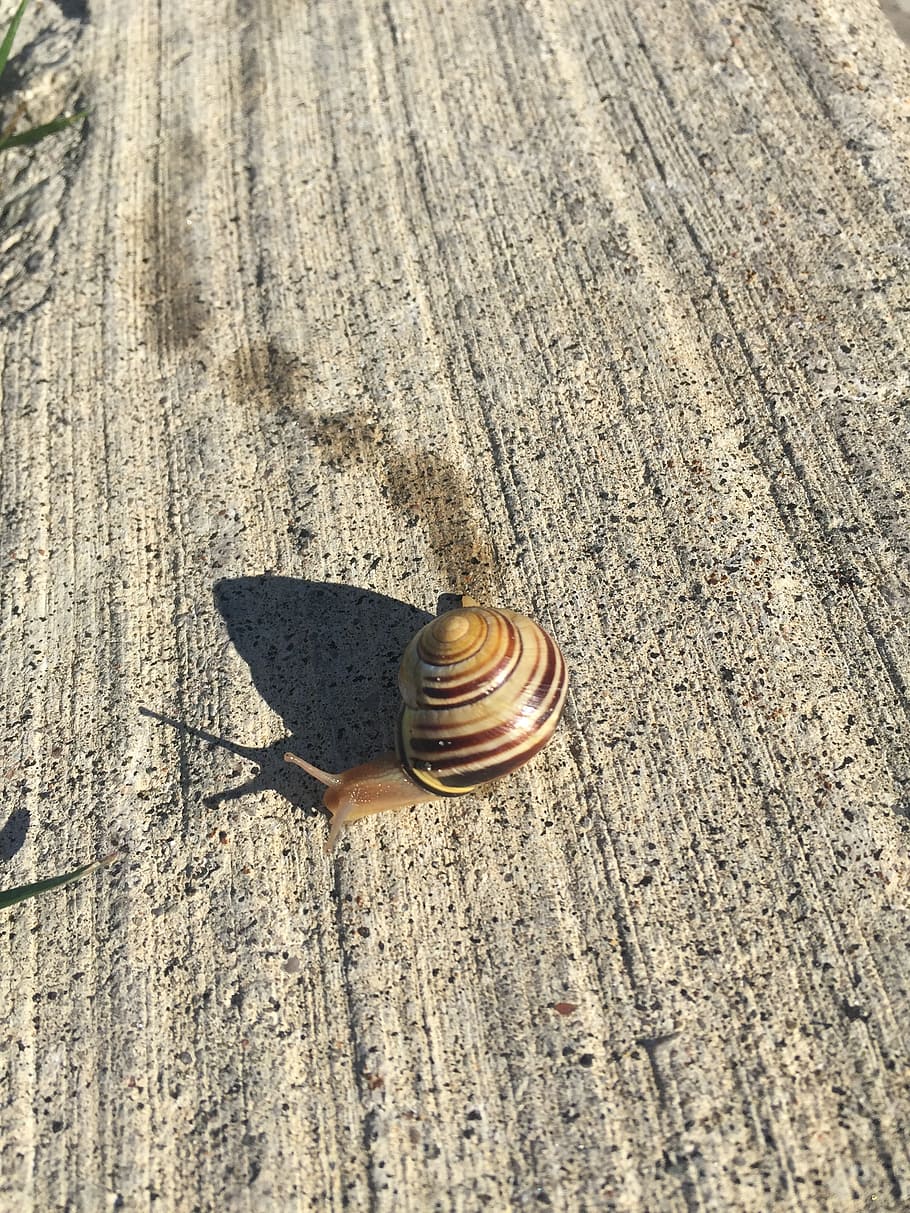 snails, crawling, footprint, gastropod, animal wildlife, mollusk HD wallpaper