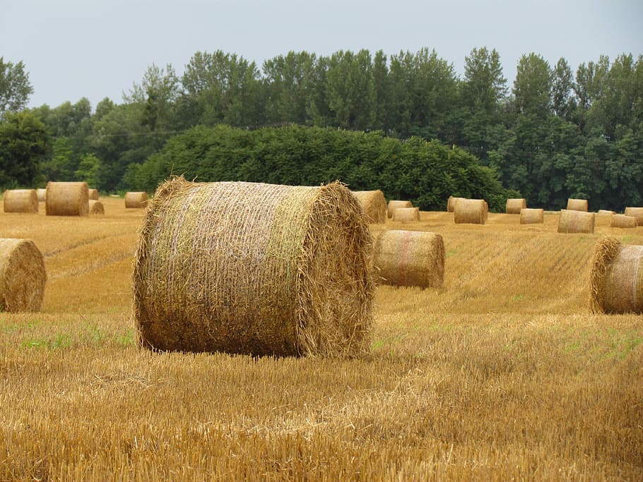 straw bale, arable land, stubble, plant, hay, tree, agriculture, HD wallpaper