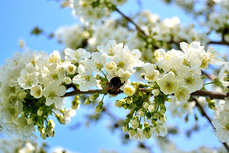 cherry tree, cherry blossom, blossoms, white, white blossom HD wallpaper