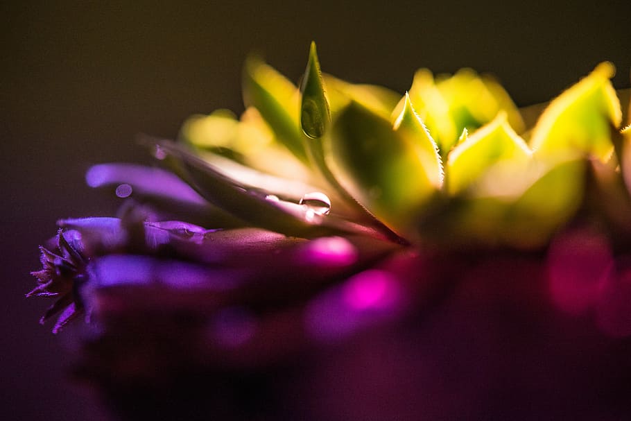 purple and green succulent plant closeup photography, cactus HD wallpaper