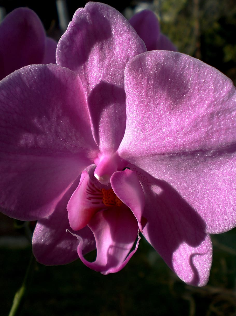 Орхидея патрик фото
