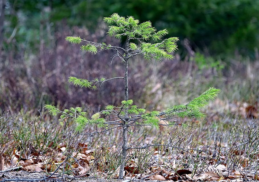 tree, forest, green, branch branches, nature, leaves, growth HD wallpaper