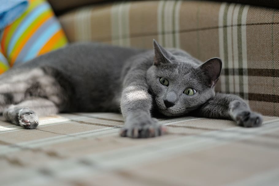Russian Blue cat lying on floor, animal, pets, housecat, closeup, HD wallpaper