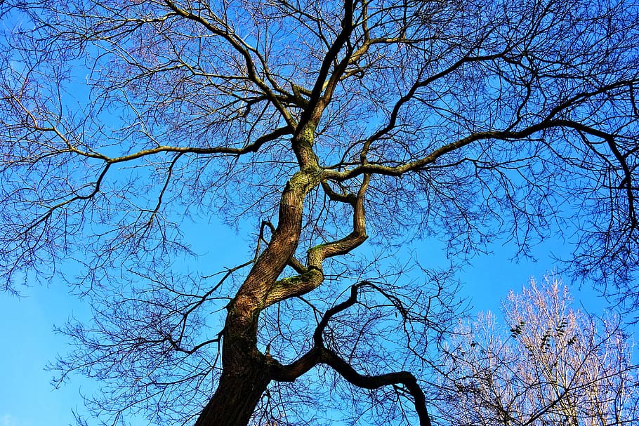 photo of leafless tress, tree, winter tree, branches, bare branches HD wallpaper