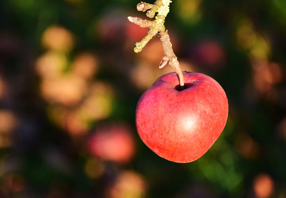 apple, apple tree, fruit, nature, red, autumn, kernobstgewaechs HD wallpaper