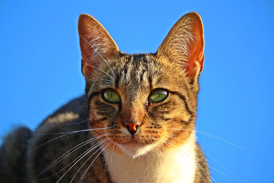 short-haired brown cat, mieze, kitten, mackerel, tiger cat HD wallpaper