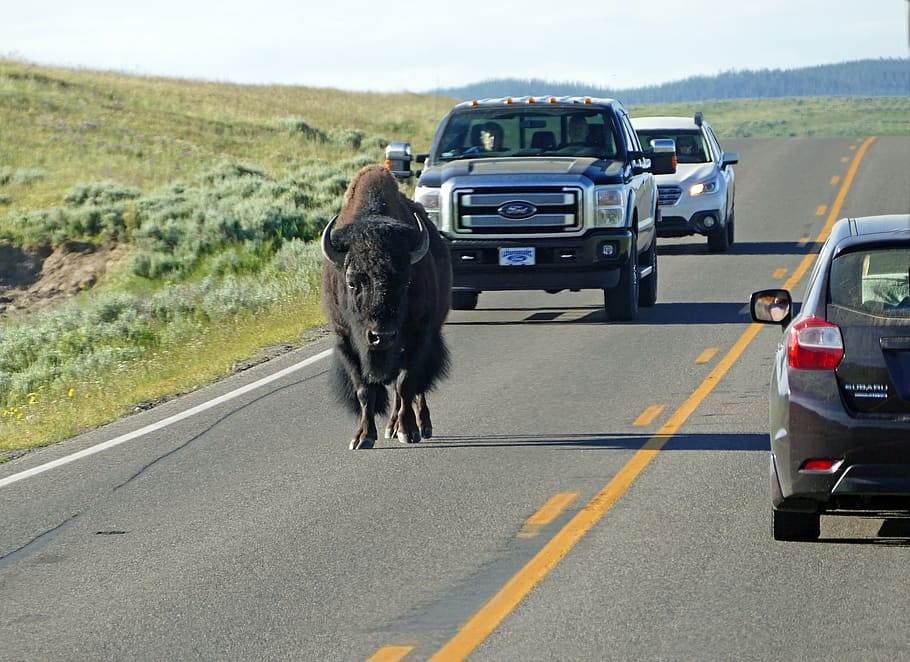 buffalo, bison, wildlife, nature, walking, road, traffic, animal, HD wallpaper
