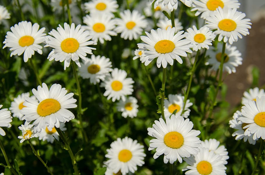 white petaled flowers, chamomile, daisy, closeup, bloom, june HD wallpaper