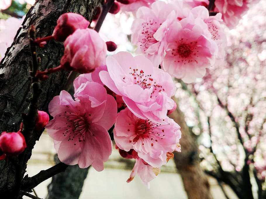 Cherry, Flowers, Pink, Spring, cherry flowers, pink color, fragility HD wallpaper