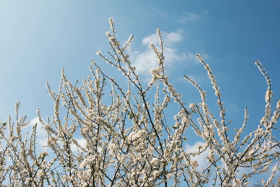 blossoms, blue sky, branches, clouds, flowers, spring, springtime HD wallpaper