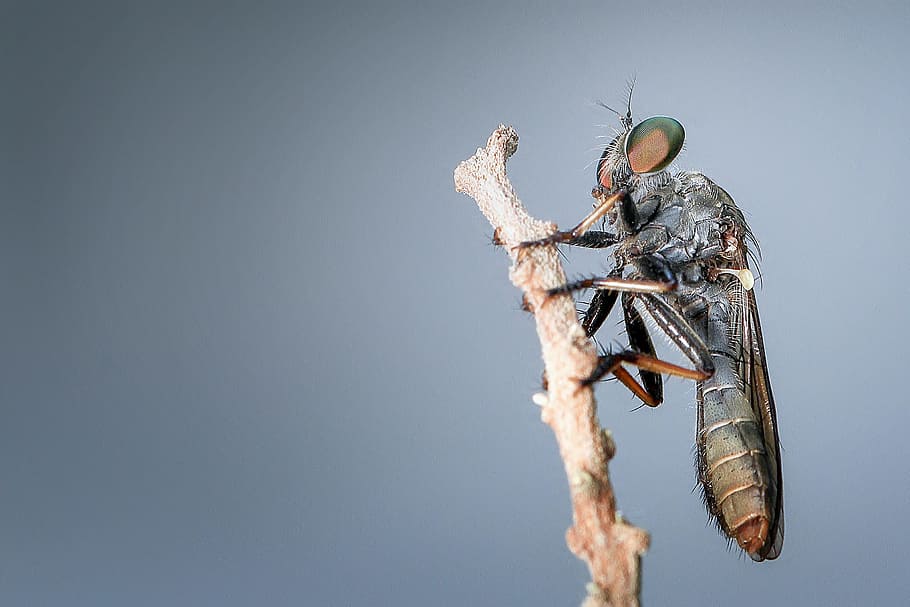 robberfly, insect, macro, animal, detailed, magnification, copy space HD wallpaper