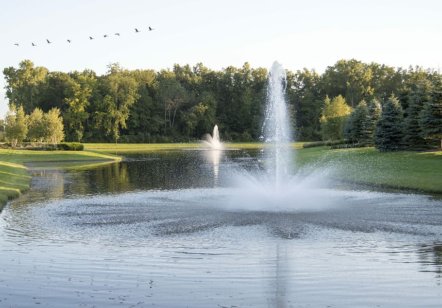 Fountain, Ducks, Water, Pond, summer, nature, bird, landscape HD wallpaper