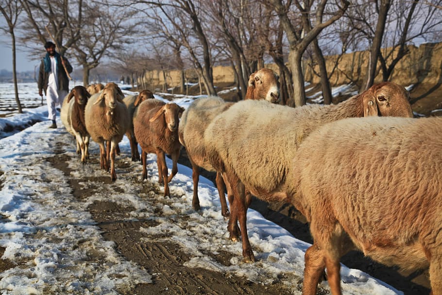 Afghanistan, Shepherd, Sheep, Flock, winter, cold, muddy, village, HD wallpaper