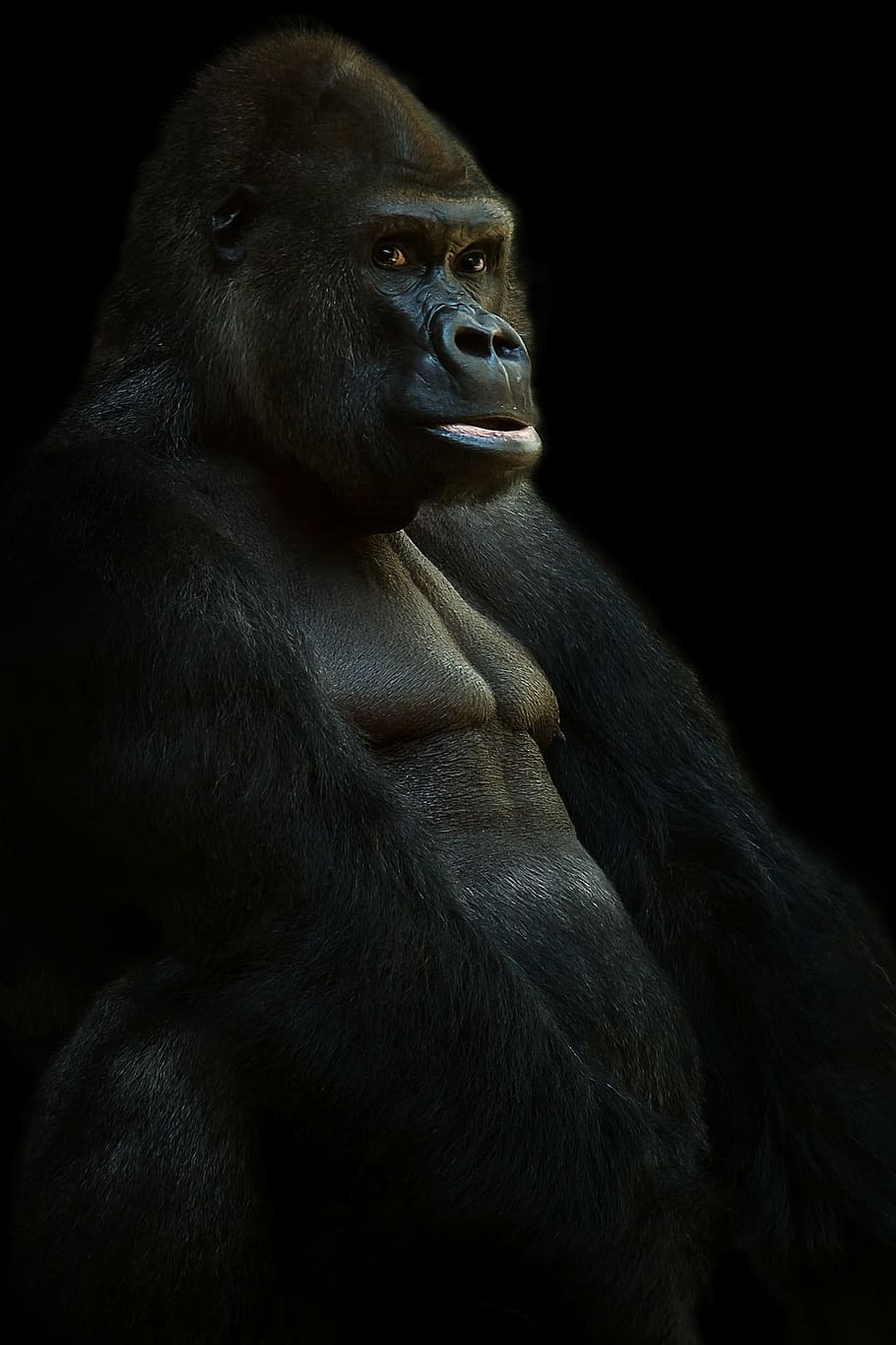 closeup photo of ape, gorilla, silverback, animal, monkey, leader HD wallpaper