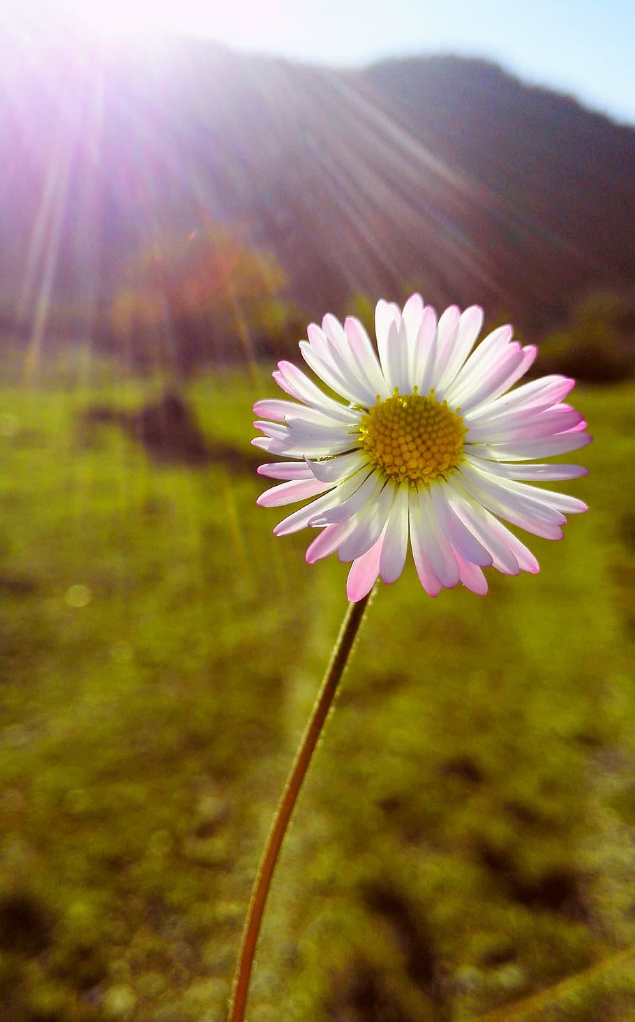 flower, daisy, plant, flowering plant, beauty in nature, freshness HD wallpaper