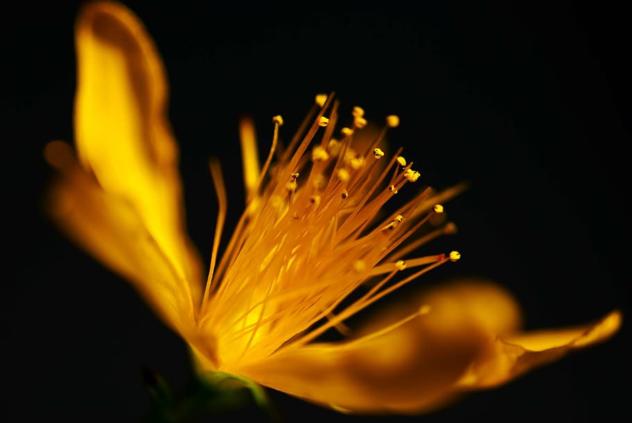 yellow petaled flower, macro, nature, blossom, bloom, plant HD wallpaper